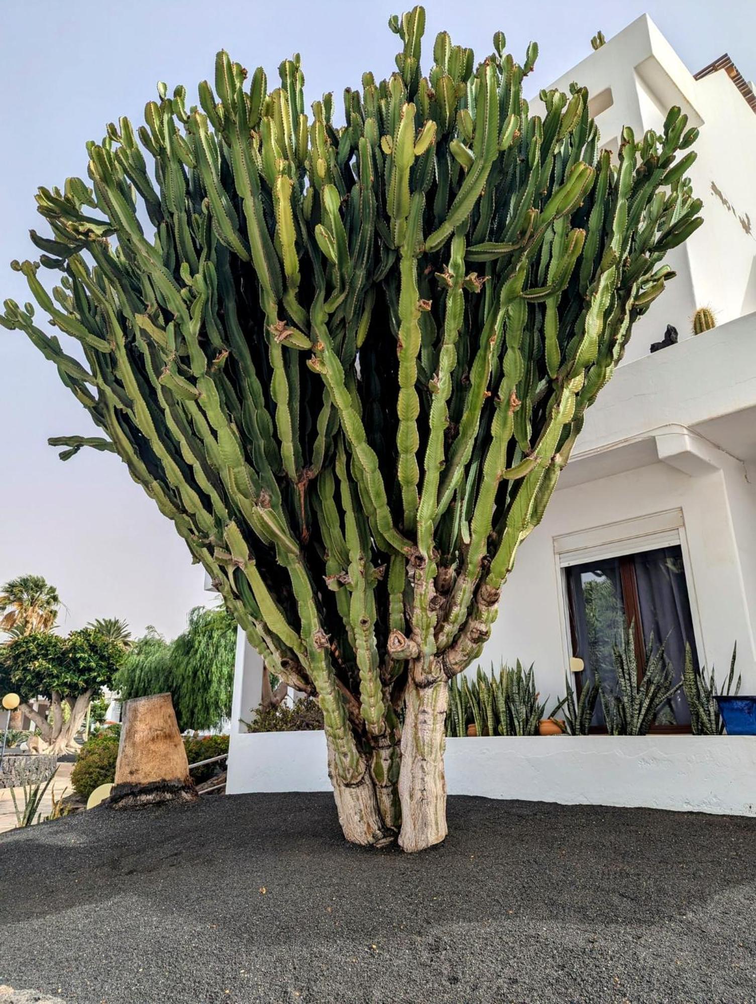 Charming Flat In Los Molinos With Terrace & Pools, Near Playa Bastian Costa Teguise Buitenkant foto